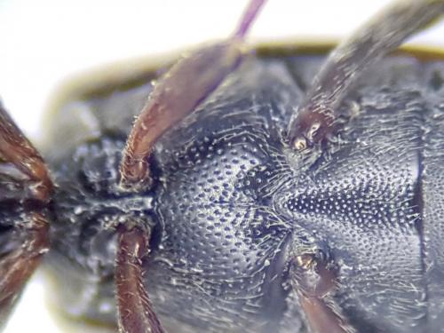 Réf. 244 326 : Anthicus antherinus